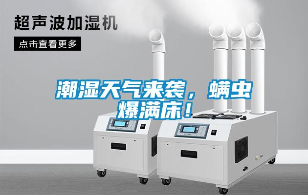 潮濕天氣來襲，螨蟲爆滿床！
