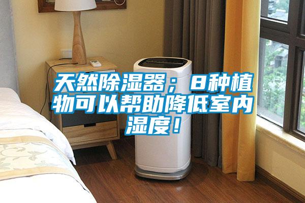 天然除濕器；8種植物可以幫助降低室內濕度！
