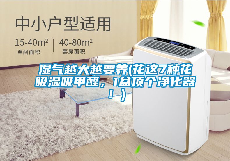 濕氣越大越要養(yǎng)(花這7種花吸濕吸甲醛，1盆頂個凈化器！)