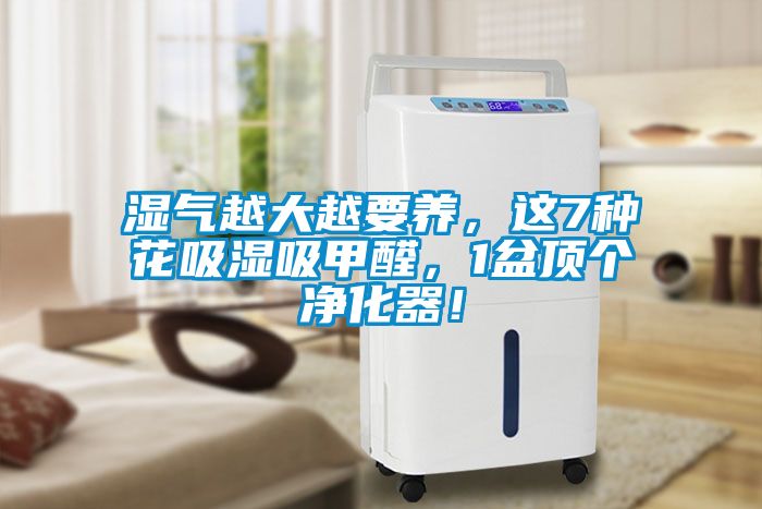 濕氣越大越要養(yǎng)，這7種花吸濕吸甲醛，1盆頂個凈化器！